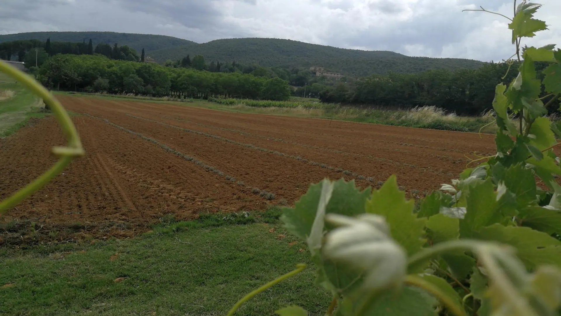 Apartment Claudia Vacanza Toscana - Appartamento Melograno -10 Min Da Siena Sovicille